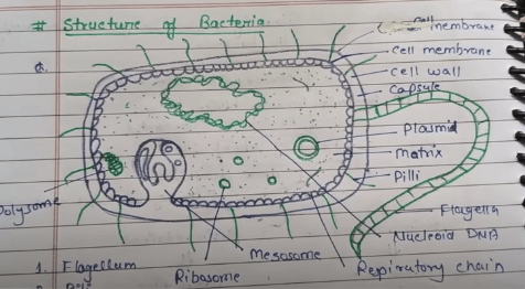 image 1 BSC 1st Year Botany Notes